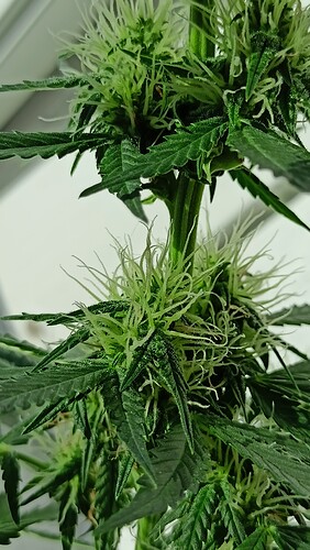 Growreport Bild 12