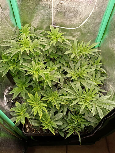 Growreport Bild 1