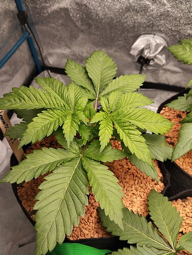 IMG_20241208_205019 - Kopie