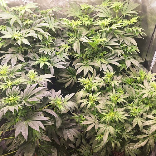 Mehrere dicht stehende Cannabispflanzen in der Wachstumsphase, mit vielen grünen Blättern und einigen aufkommenden Blütenansätzen.