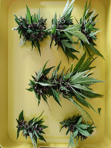 Growreport Bild 3