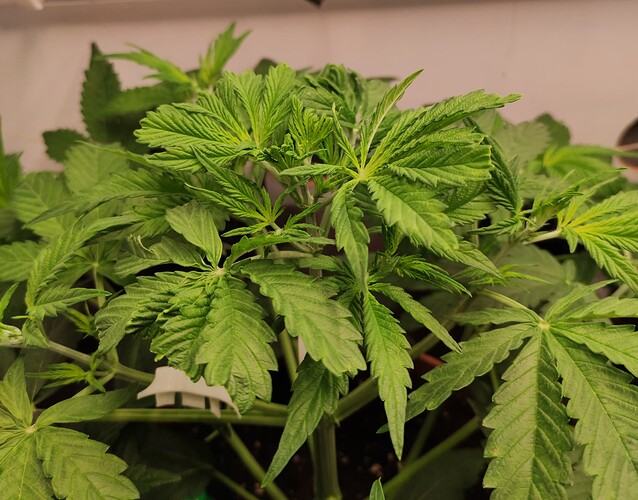 Growreport Bild 16