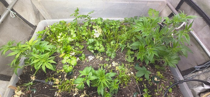 Growreport Bild 5