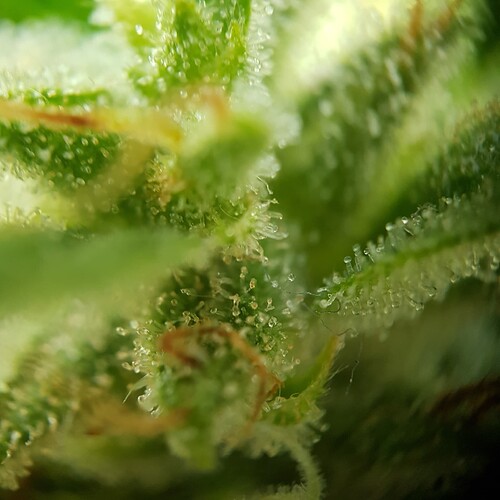 Growreport Bild 8