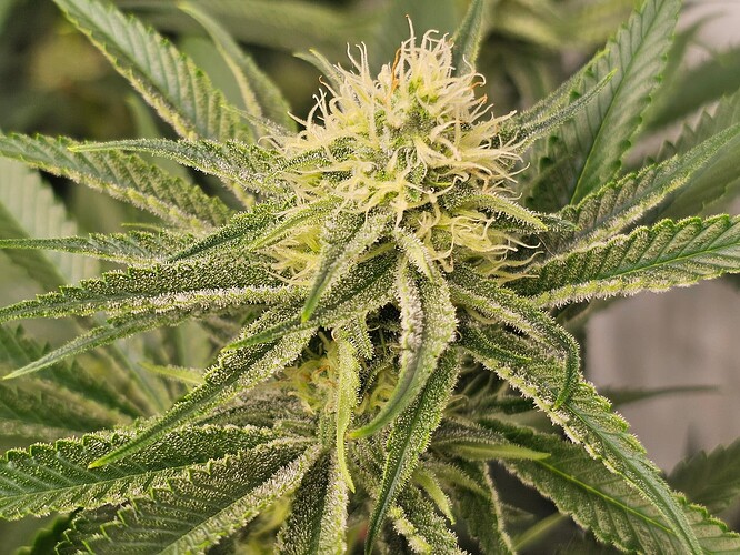 Growreport Bild 4
