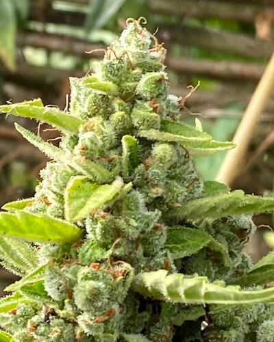 OG Kush Auto, 10 Wochen