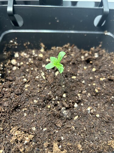 Growreport Bild 3