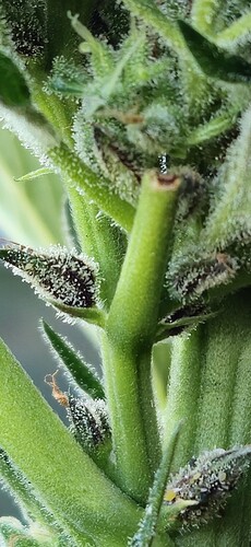 Growreport Bild 51