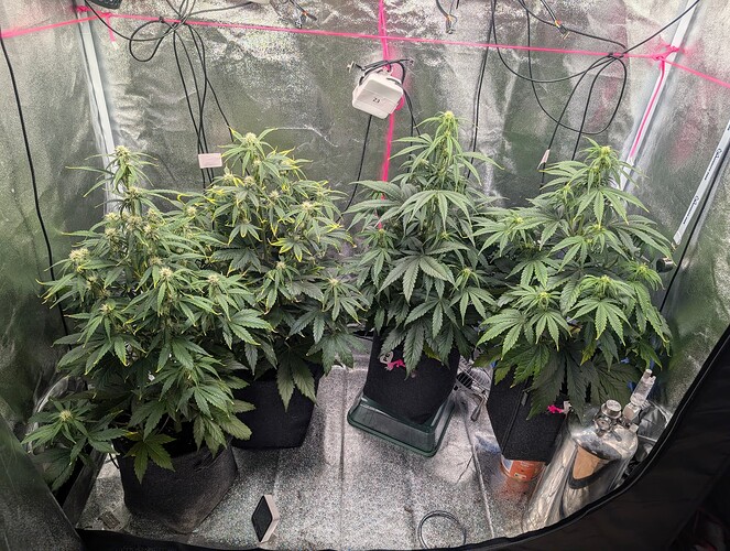 IMG_20250403_194745_059