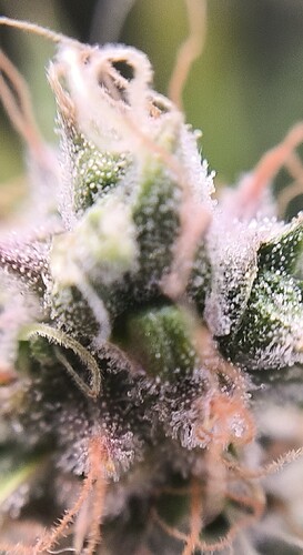 Growreport Bild 1