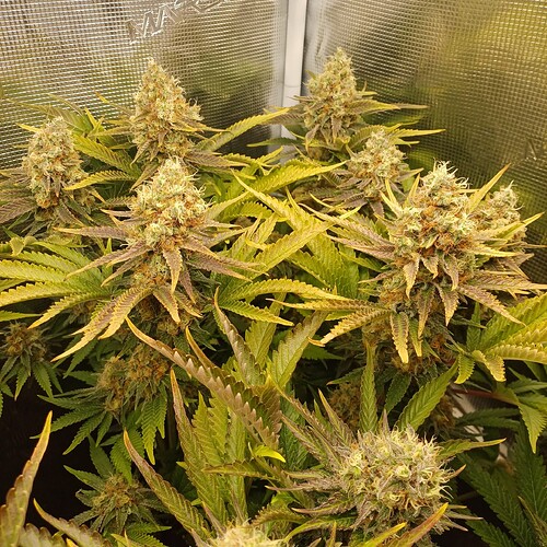 Growreport Bild 6