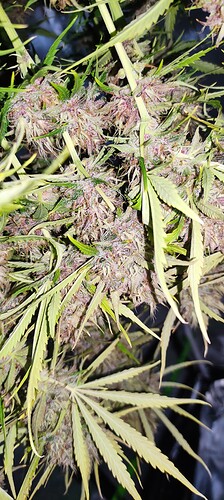 Growreport Bild 34