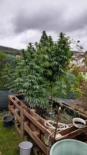 Growreport Bild 8