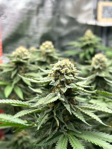 Nahaufnahme einer blühenden Cannabispflanze in einem Growzelt kurz vor der Ernte.