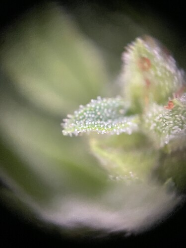 Growreport Bild 27