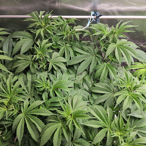 Sensi Skunk(2)  01