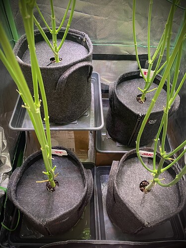 Growreport Bild 10