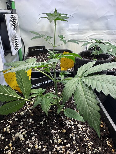 Growreport Bild 2