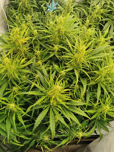 Growreport Bild 2