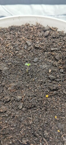 IMG_20240308_075841