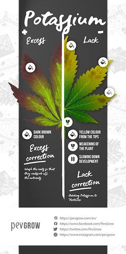 excess-and-lack-of-potassium-cannabis-infographics