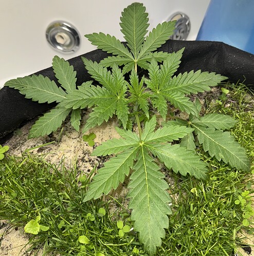 Growreport Bild 6