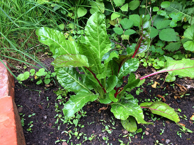 Grow26_0608_15