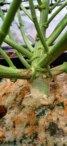 Growreport Bild 17