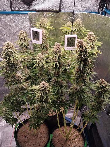 IMG_20240809_132811 - Kopie