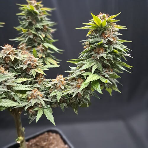 Growreport Bild 44