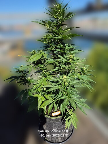 Hawaiian Snow Auto (Ganja Farmer)