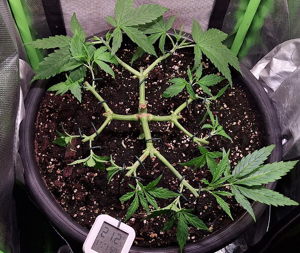 Growreport Bild 2
