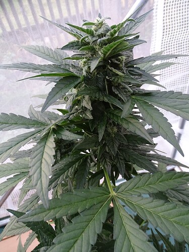 Growreport Bild 9
