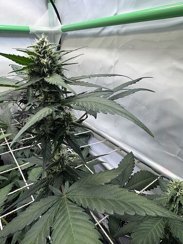 Growreport Bild 19