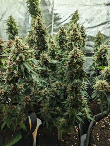 Growreport Bild 14