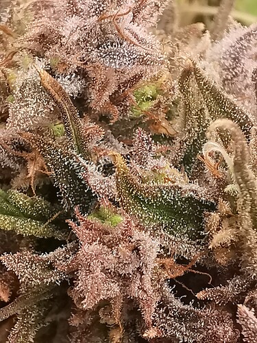 Growreport Bild 2