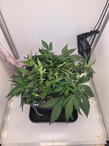 Eine Cannabis-Pflanze in einem Grow-Zelt, die mittels LST (Low Stress Training) mit grünen Drähten heruntergebunden wurde.