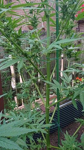 Growreport Bild 30