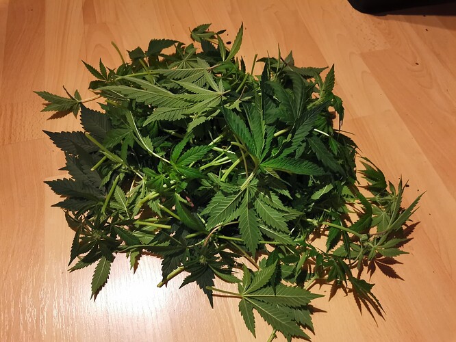 Mix grow BT20 (5)