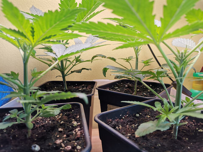 Lucky Hemp LT17 (1)