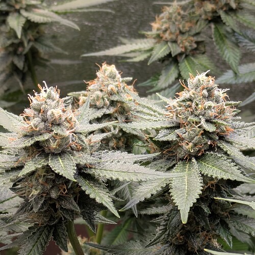 Growreport Bild 7