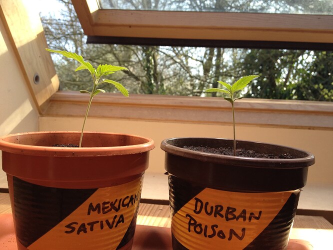 Grow25_0404_1