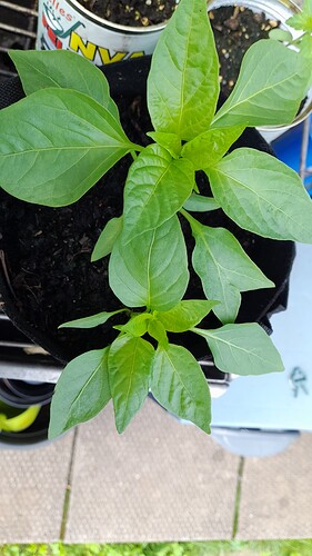 Growreport Bild 40