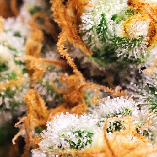 Growreport Bild 2