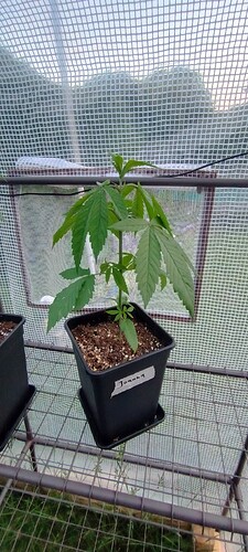 IMG_20240605_212531