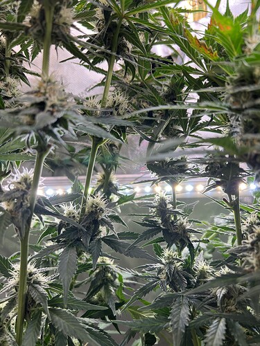 Growreport Bild 11