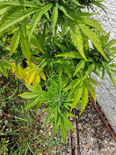 Growreport Bild 53