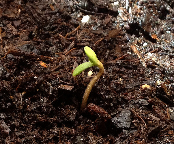 Grow26_0513_2_SR3