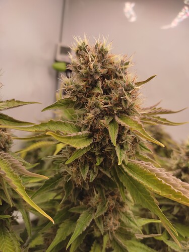 Growreport Bild 51