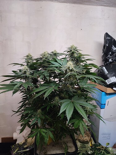 Growreport Bild 89